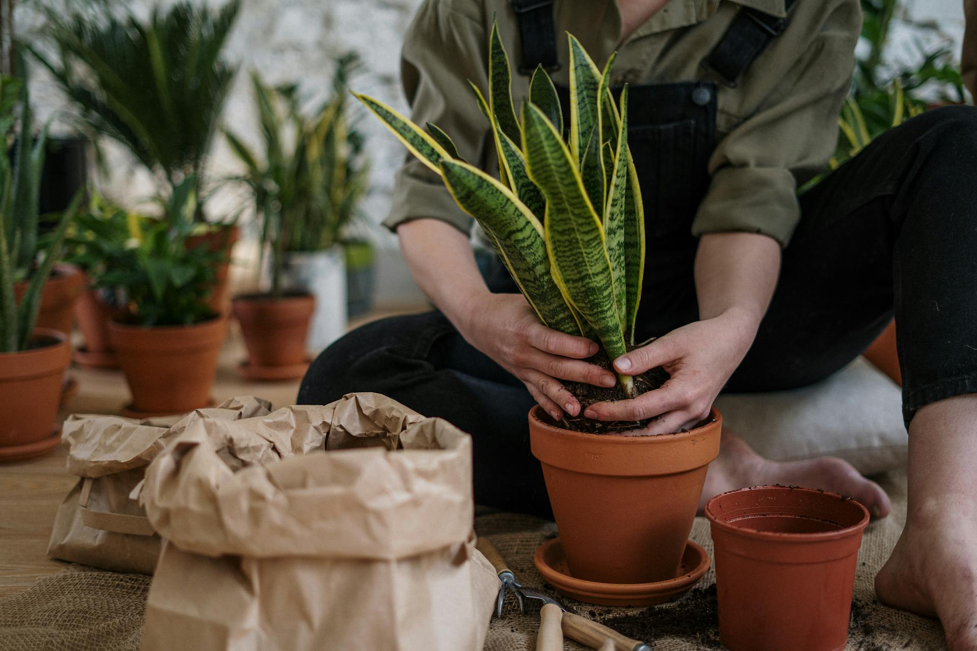 Plant care instructions